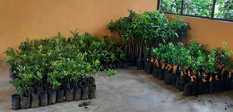 Nuresry plants for distribution