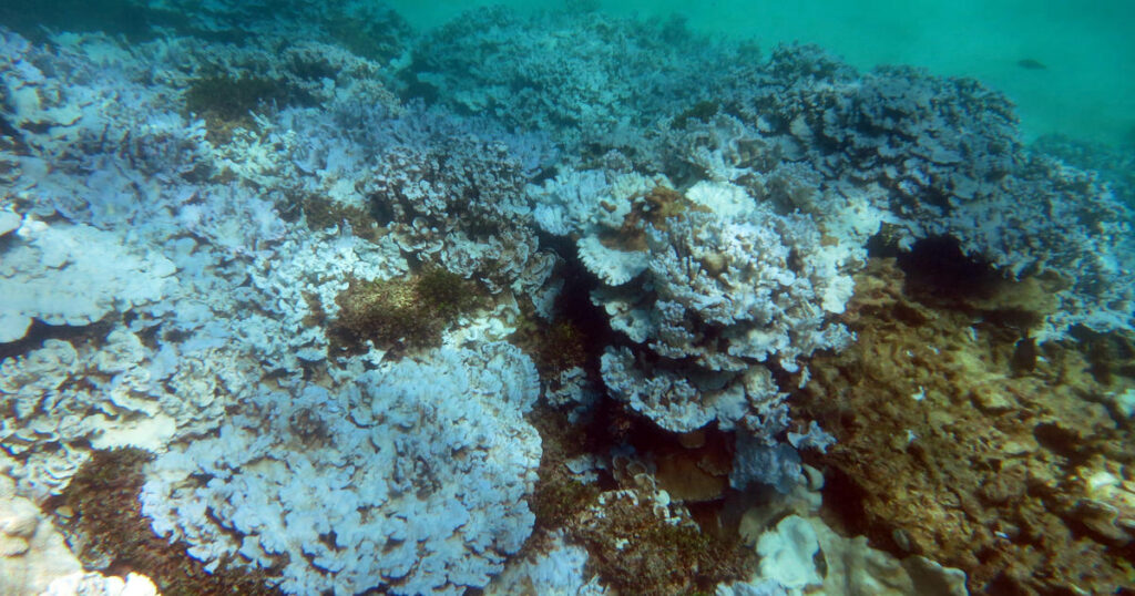 Coral bleaching has spread globally