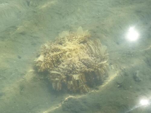 Jellyfish in the lagoon