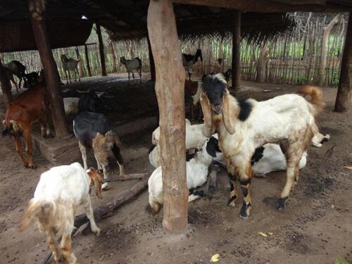 goat-farming-mullaitivu